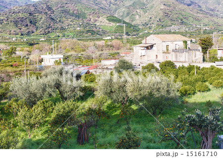 citrus orcahard in backyard of urban house, Sicily 15161710