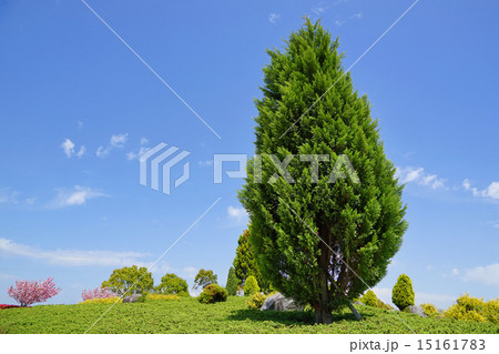 コニファーがある風景 15161783