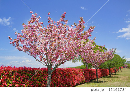 桜とベニカナメモチの生け垣 15161784