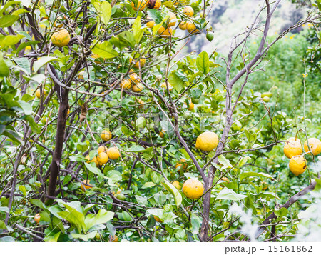 ripe lemon fruits on tree in Sicily ripe lemon fruits on tree in Sicily 15161862