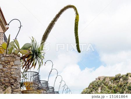 agave flowers and Opuntia cactus in flower pots 15161864