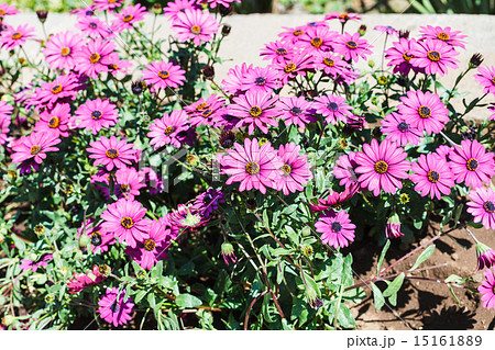 violet daisies (Osteospermum) on flower bed 15161889