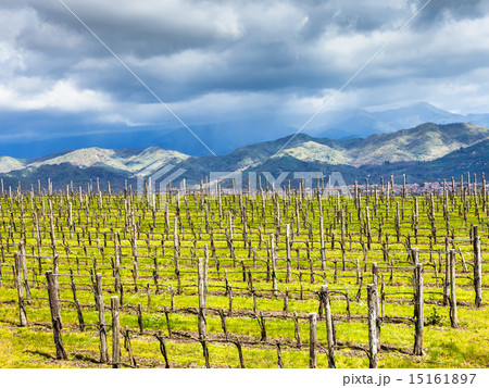 empty vineyard in Etna winemaking region in spring empty vineyard in Etna winemaking region in spring 15161897