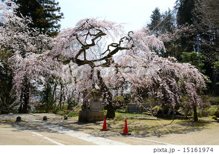 春の大隣寺　紅枝垂桜繚乱 15161974
