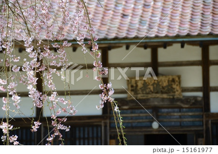 春の大隣寺 春の大隣寺 15161977