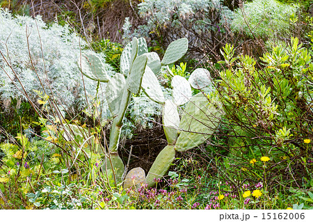 bush, opuntia cactus, wild flowers in Sicily 15162006