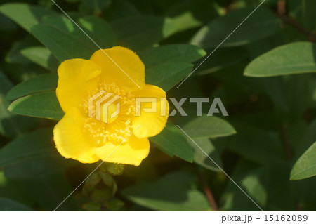 ヒペリクムヒドコード ヒペリクムヒドコード 15162089