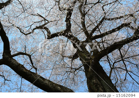 満開の翔龍桜~二本松・龍泉寺にて 満開の翔龍桜~二本松・龍泉寺にて 15162094