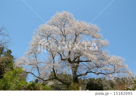 満開の翔龍桜~二本松・龍泉寺にて 満開の翔龍桜~二本松・龍泉寺にて 15162095