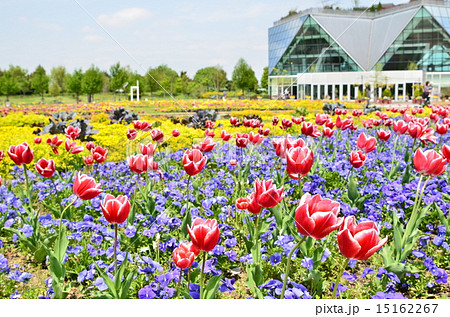 フラワーパーク江南 15162267