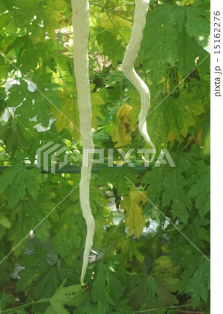 ヘビウリ ヘビウリ 15162276