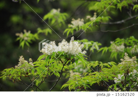 マルバアオダモ 15162520