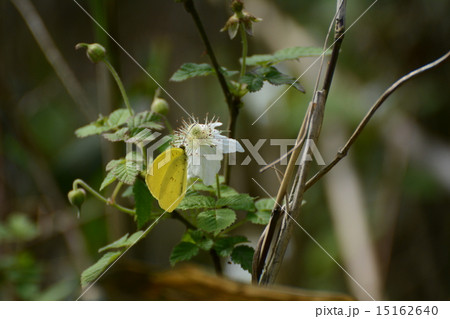 クサイチゴとチョウ 15162640