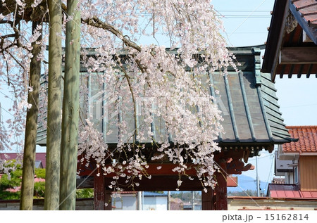 圓東寺のシダレザクラ 15162814