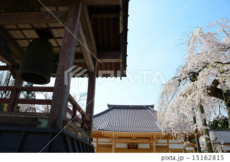 圓東寺のシダレザクラ 圓東寺のシダレザクラ 15162815
