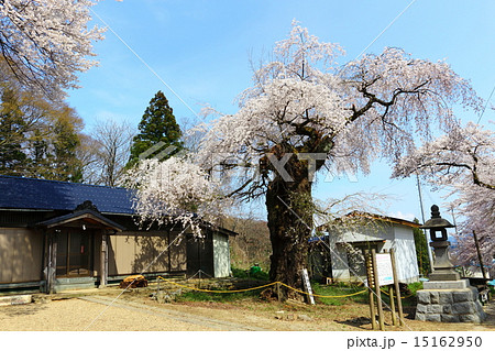 桜花爛漫 諏訪山のサクラ 桜花爛漫 諏訪山のサクラ 15162950