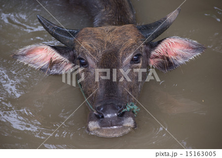 buffalo is playing water, Thailand buffalo is playing water, Thailand 15163005
