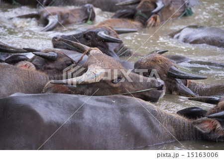A group of buffalo are playing water, Thailand A group of buffalo are playing water, Thailand 15163006