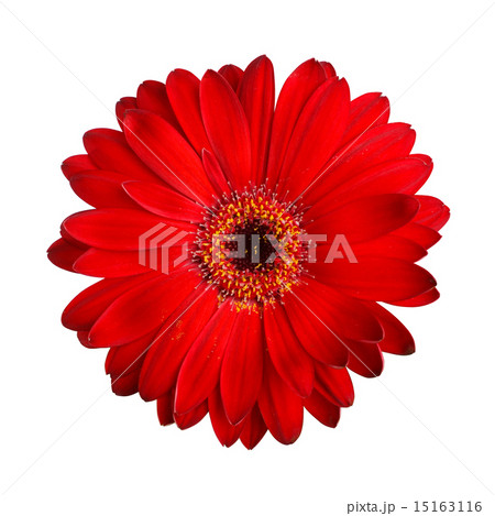 Red gerbera 15163116