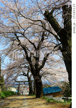 桜花爛漫 洲羽神社 桜花爛漫 洲羽神社 15163125