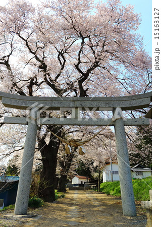 桜花爛漫 洲羽神社 桜花爛漫 洲羽神社 15163127