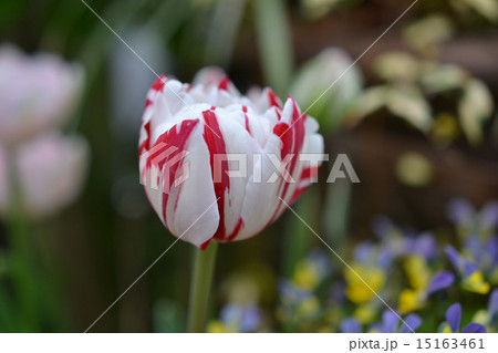 チューリップ「カーニバルデニース」 チューリップ「カーニバルデニース」 15163461