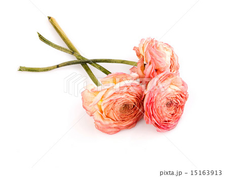 dry roses 15163913