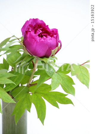 牡丹の花 牡丹の花 15163922