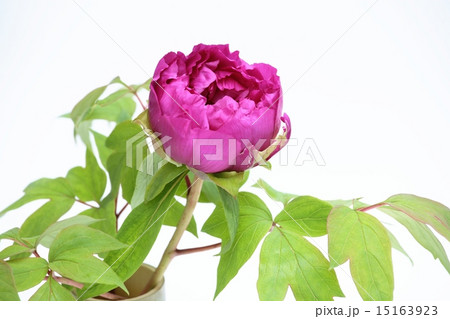 牡丹の花 牡丹の花 15163923