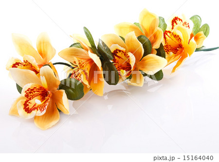 orange orchid  15164040