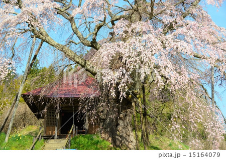 上石の不動ザクラ 上石の不動ザクラ 15164079