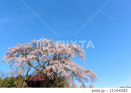 上石の不動ザクラ 15164082