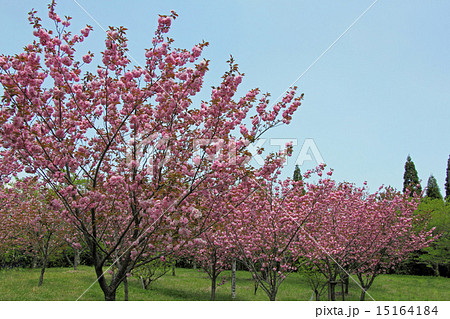 八重桜 15164184
