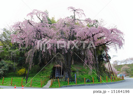 紅枝垂地蔵ザクラ 滝桜の娘 紅枝垂地蔵ザクラ 滝桜の娘 15164196