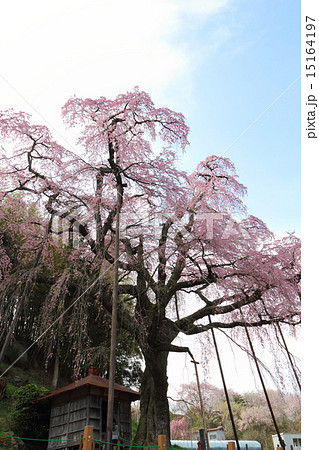 紅枝垂地蔵ザクラ　滝桜の娘 15164197
