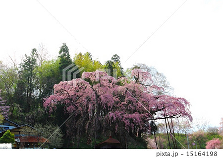 紅枝垂地蔵ザクラ　滝桜の娘 15164198