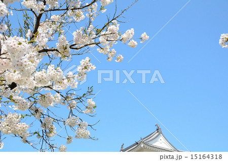 春の益岡公園 白石城三階櫓 春の益岡公園 白石城三階櫓 15164318