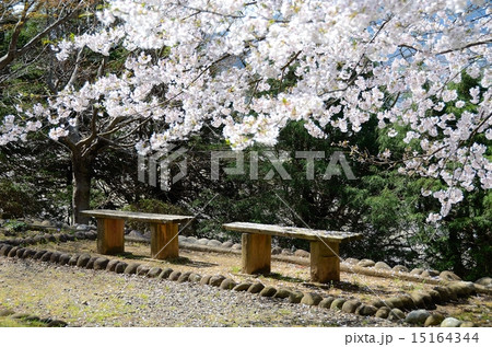 春の益岡公園 春の益岡公園 15164344