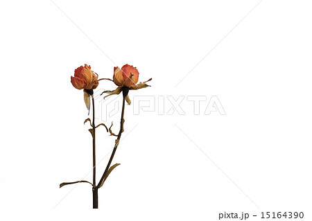 薔薇のドライフラワーの写真素材