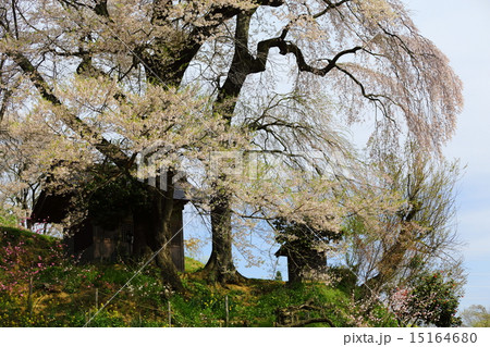 天神夫婦桜 15164680