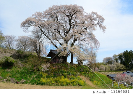天神夫婦桜 15164681
