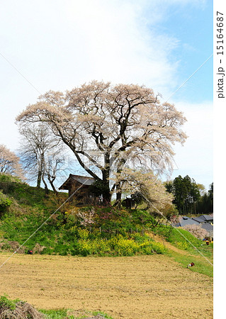 天神夫婦桜 天神夫婦桜 15164687