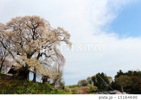 天神夫婦桜 15164690