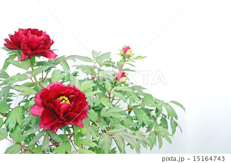 牡丹　横位置　花２輪 15164743