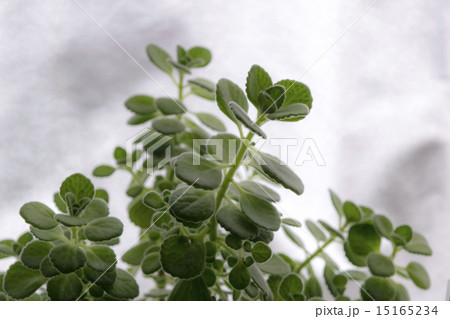 アロマティカス 15165234