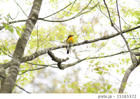 新緑とキビタキ 15165372