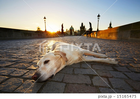 Dog at the sunrise Dog at the sunrise 15165475