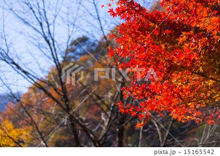 日光市五十里湖周辺の紅葉 15165542