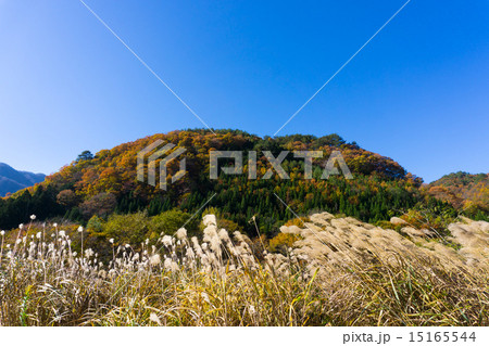 日光市五十里湖周辺のすすき 15165544
