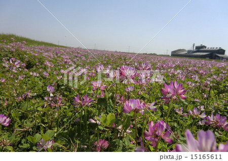 れんげ畑.みーつけた! れんげ畑.みーつけた! 15165611